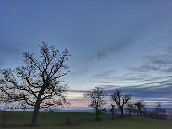 Bare tree on field against sky during sunset