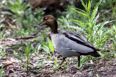 Side view of an australian wood duck on field