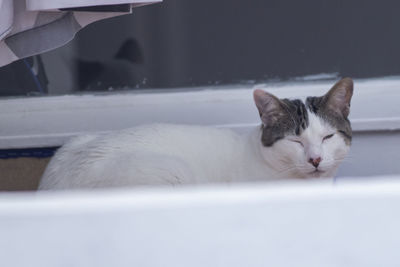 Close-up of a cat sleeping