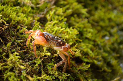 Close-up view of an animal