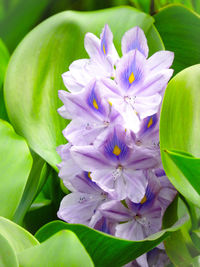 Close-up of purple flowering plant