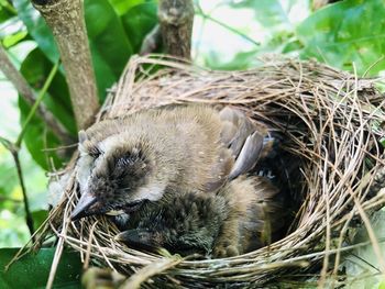 Close-up of a young bird in nest