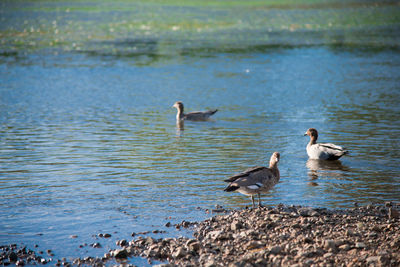 Ducks swimming in lake