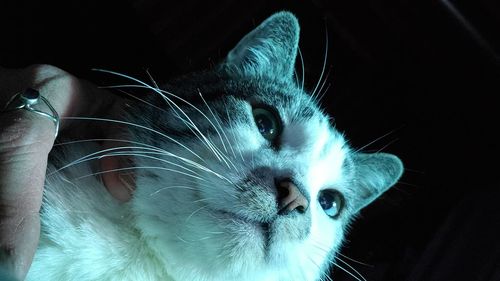 Close-up of cat looking away