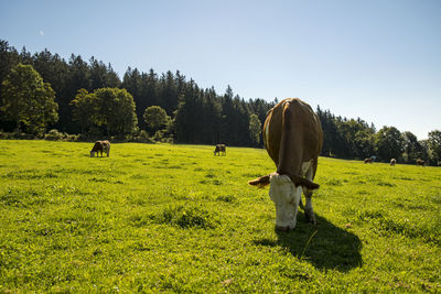 Cows grazing in a field