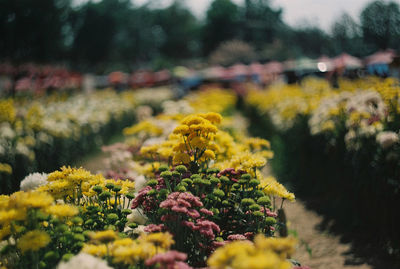 Close-up of yellow flowering plants on field