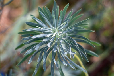 Close-up of white flowering plant