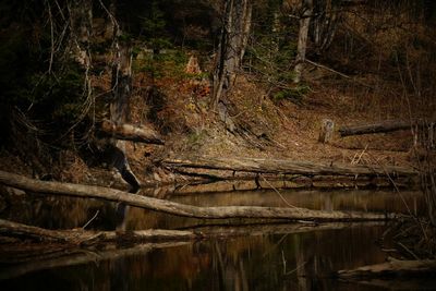 Reflection of trees in lake