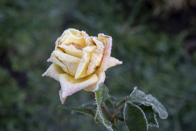 Close-up of rose against blurred background