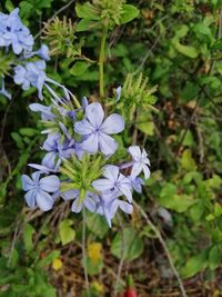 Close-up of purple flowering plant