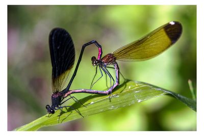 Close-up of dragonfly on leaf