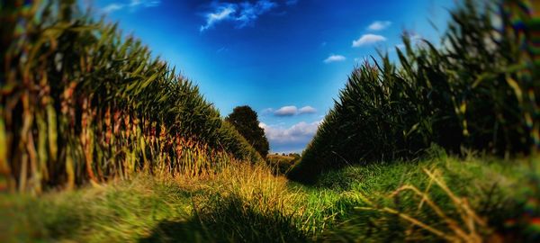 Plants growing on field against sky