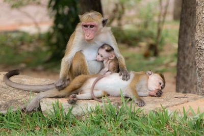 Monkeys sitting outdoors