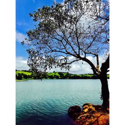 Tree by lake against sky