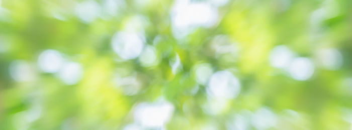 Defocused image of plants growing on field