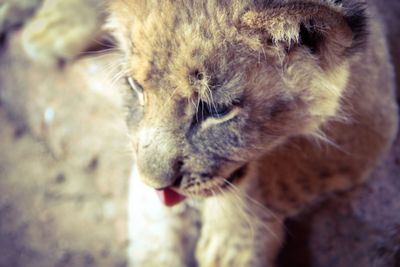 Close-up of cat