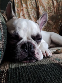 Portrait of a dog resting on sofa