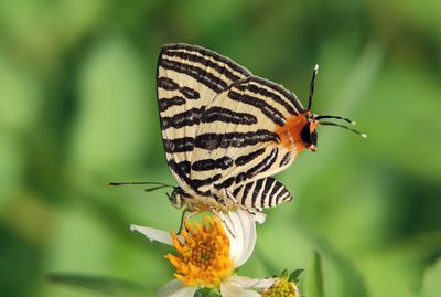 animal wildlife