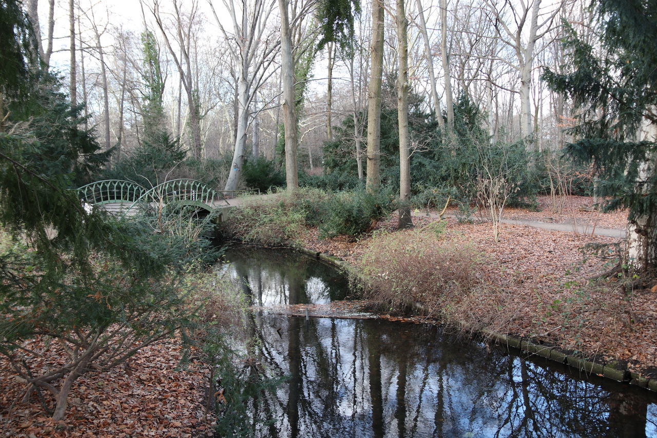 REFLECTION OF TREES ON WATER