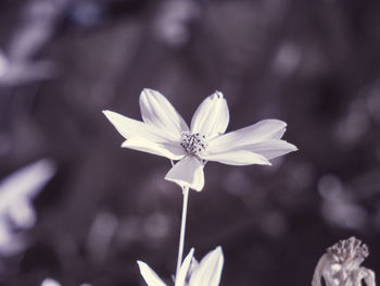 Close-up of white flowering plant