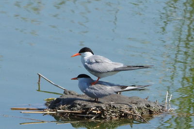 Bird perching on a lake