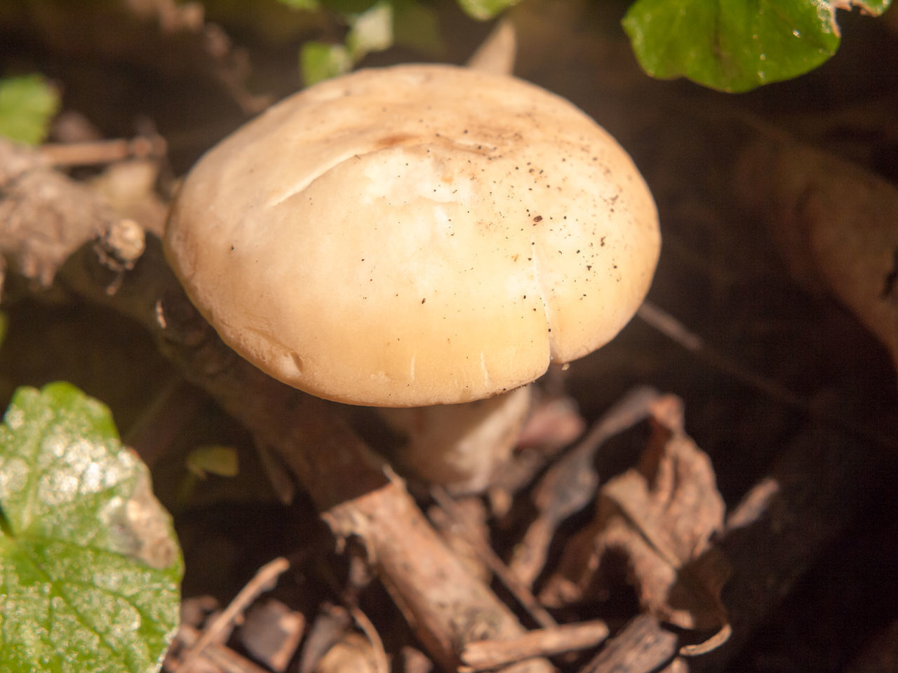 CLOSE-UP OF MUSHROOMS ON FIELD