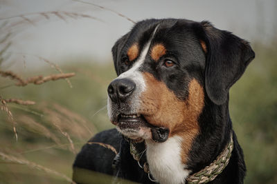 Close-up of dog