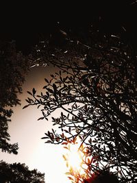 Low angle view of silhouette tree against sky during sunset