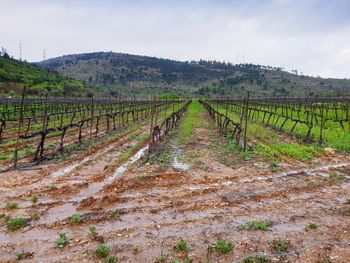 Scenic view of vineyard against sky