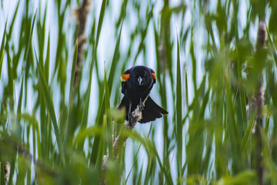 Close-up of a bird on grass