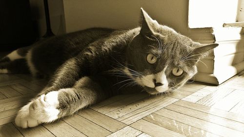 Close-up of cat lying on floor