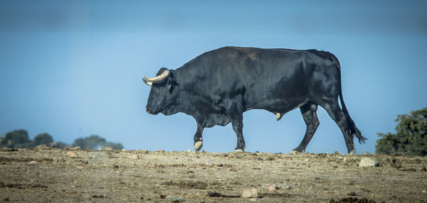 Cow on field against clear sky