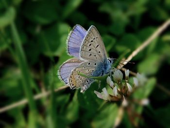 Close-up of butterfly perching on flower