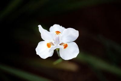 Close-up of white flowering plant