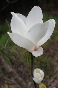 Close-up of white flower blooming outdoors