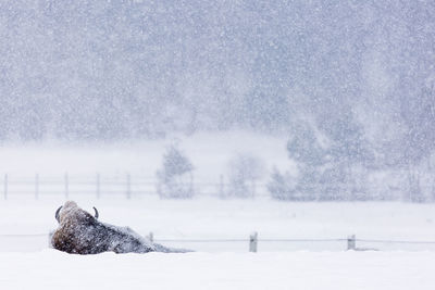View of dog on snow covered field
