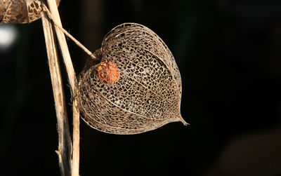 Close-up of plant against blurred background