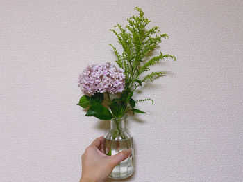 Close-up of hand holding plant against white wall