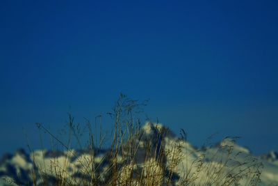 Low angle view of trees against clear blue sky