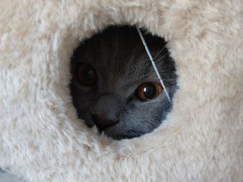 Cat in a hole