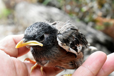 Close-up of a hand holding a bird