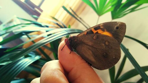 Close-up of hand holding butterfly