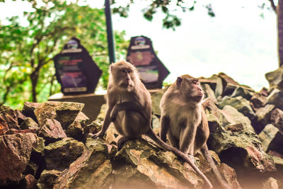 Monkey sitting on rock