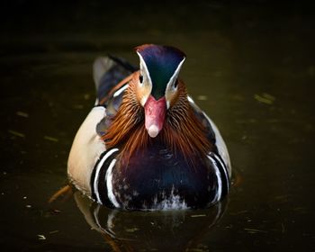 Close-up of duck in a lake