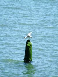 Seagull flying over lake