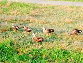 Bird on grassy field