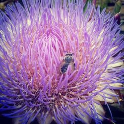 Close-up of purple flower