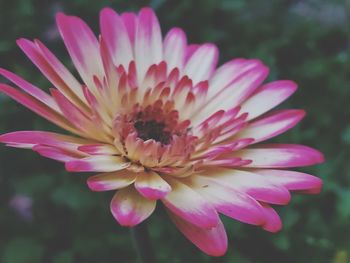 Close-up of pink flower