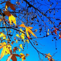 Low angle view of tree against blue sky