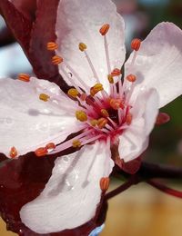 Close-up of pink flower